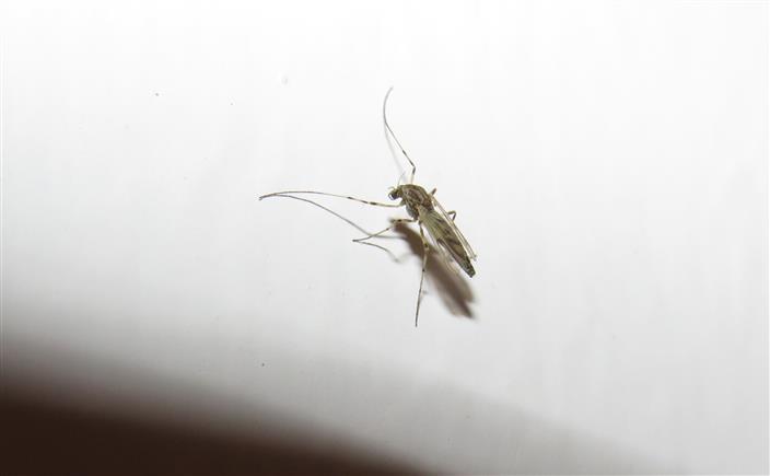 Chironomidae...femmina